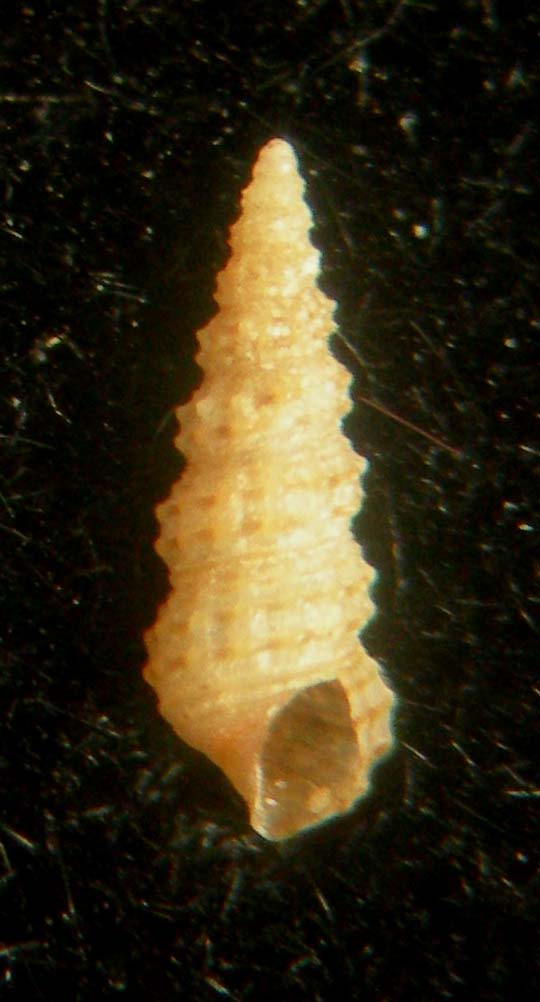 bittium jadertinum